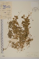 繁縷藏品圖，第1張