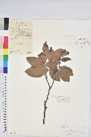 長尾栲、長尾柯、長尾尖葉櫧藏品圖，第1張