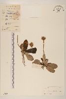 毛大丁草藏品圖，第1張