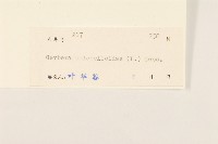 毛大丁草藏品圖，第3張