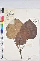 油桐藏品圖，第1張