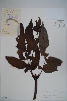 冇骨消藏品圖，第1張