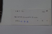 冇骨消藏品圖，第2張
