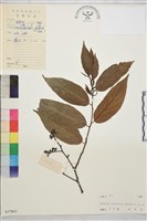 苞葉木藏品圖，第1張