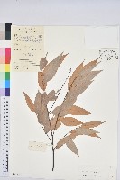 刺栲、鉤栗、火燒柯藏品圖，第1張