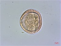 小花清風藤藏品圖，第1張