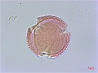 小花清風藤藏品圖，第2張