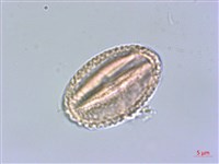 小花清風藤藏品圖，第3張