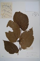 八角楓藏品圖，第1張