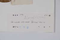 八角楓藏品圖，第2張