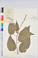 登錄號:S037853藏品圖，第1張