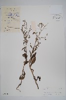 小花倒提壺藏品圖，第1張