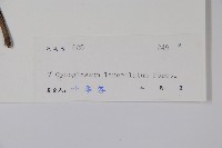 小花倒提壺藏品圖，第2張