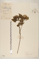 破坏草藏品圖，第1張