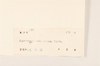 破坏草藏品圖，第3張