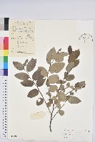 小返魂藏品圖，第1張