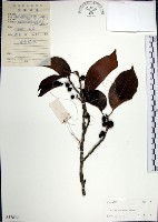 大苞榕、落苞榕、大葉水榕藏品圖，第1張