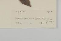 大頭艾納香藏品圖，第3張
