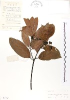 豬腳楠藏品圖，第1張