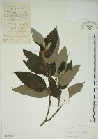 山黃麻藏品圖，第1張