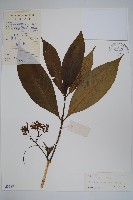 雲南蘿芙木藏品圖，第1張