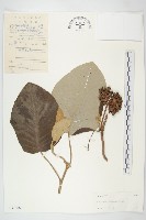 東京銀背藤藏品圖，第1張