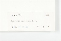 東京銀背藤藏品圖，第3張