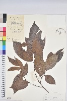 刺杜密藏品圖，第1張