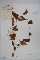 通天蓮藏品圖，第1張