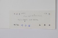 通天蓮藏品圖，第2張