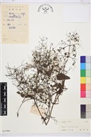 小蓑衣藤藏品圖，第1張