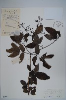 冇骨消藏品圖，第1張