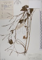 鴨兒芹藏品圖，第1張