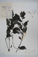 叉序草藏品圖，第1張