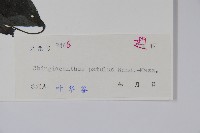 叉序草藏品圖，第2張