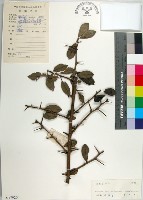 柘樹藏品圖，第1張