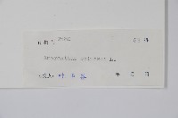 刺莧藏品圖，第2張