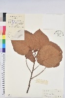 東南野桐藏品圖，第1張