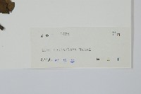 鼠李冬青、滿樹星藏品圖，第2張
