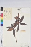 刺毛杜鵑藏品圖，第1張