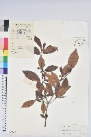 嶺南杜鵑藏品圖，第1張