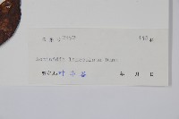 小葉獼猴桃藏品圖，第2張