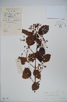 南方莢迷藏品圖，第1張