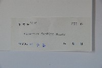 南方莢迷藏品圖，第2張