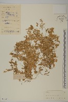 牛繁縷藏品圖，第1張