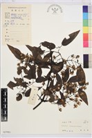 威靈仙藏品圖，第1張