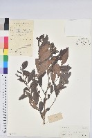 紅毛饅頭果藏品圖，第1張