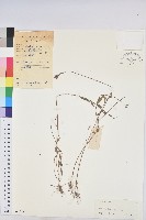 登錄號:S037955藏品圖，第1張