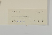 鱧腸藏品圖，第3張
