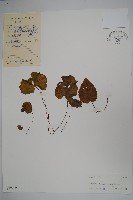 紫背天葵藏品圖，第1張